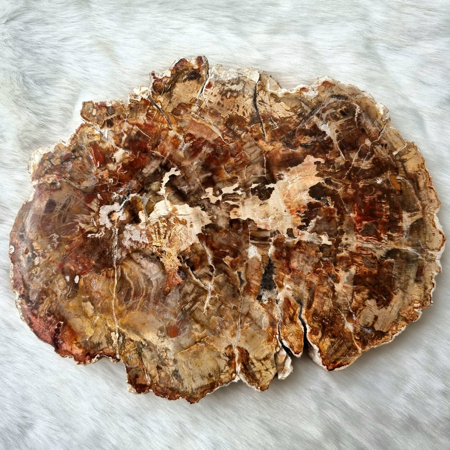 Petrified Wood Slice #1635