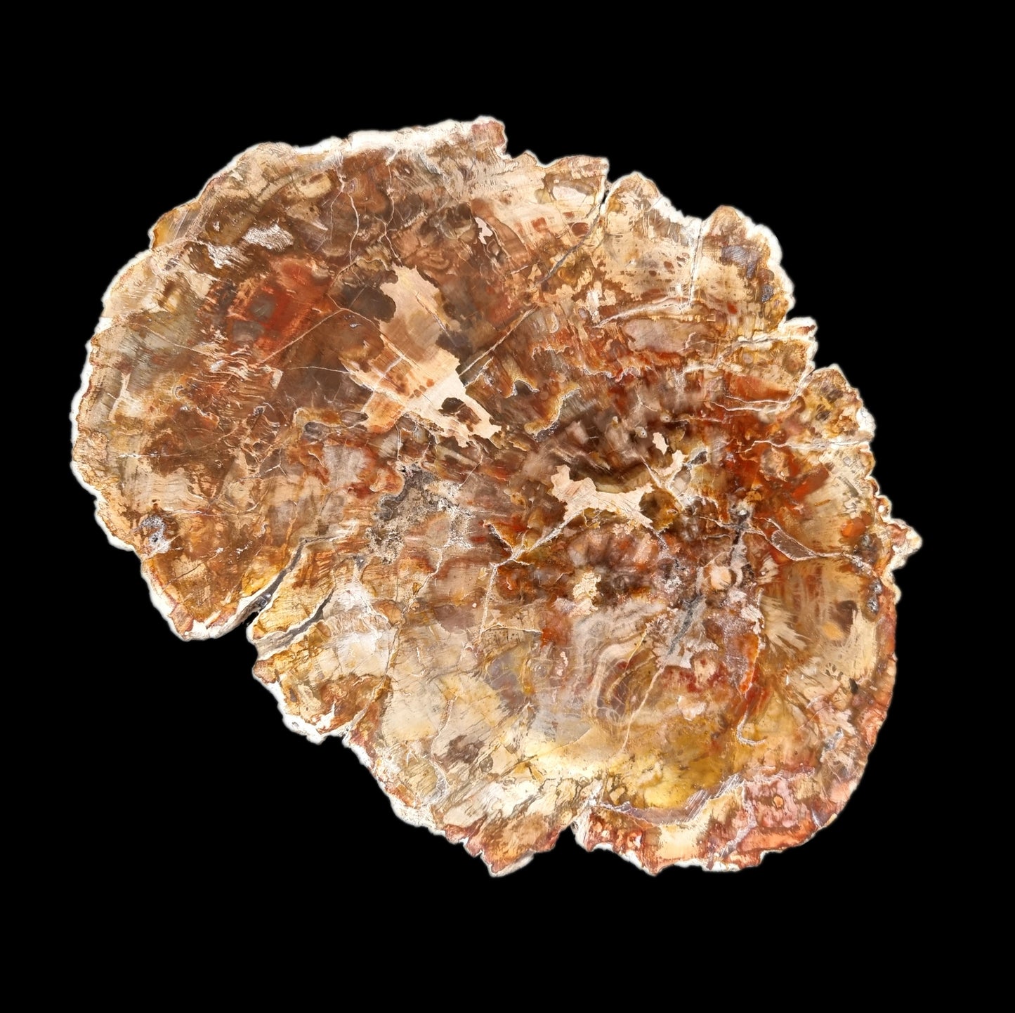 Petrified Wood Slice #1635