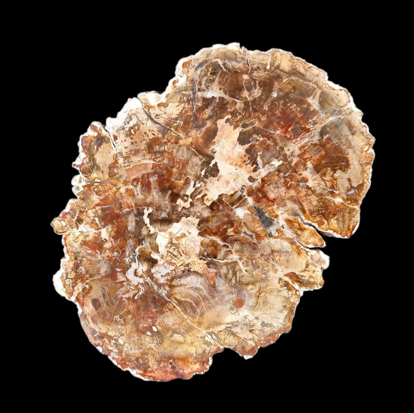 Petrified Wood Slice #1635