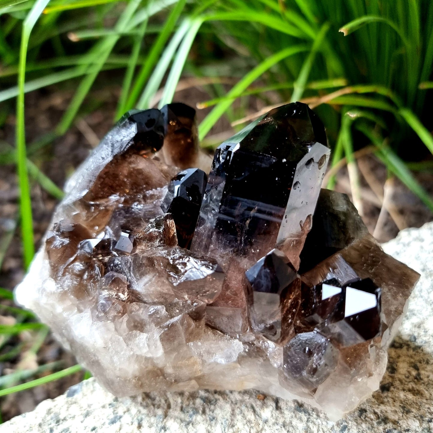 Smoky Quartz Cluster #1547