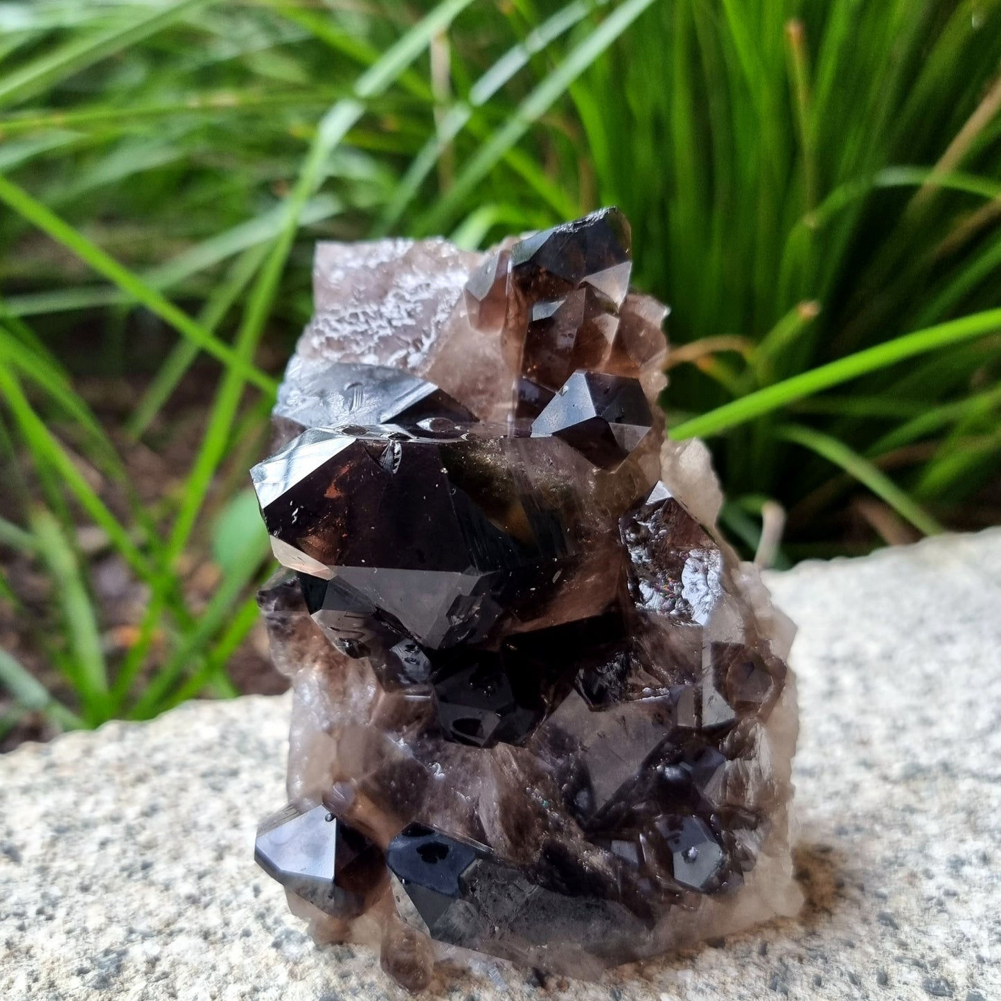 Smoky Quartz Cluster #1547