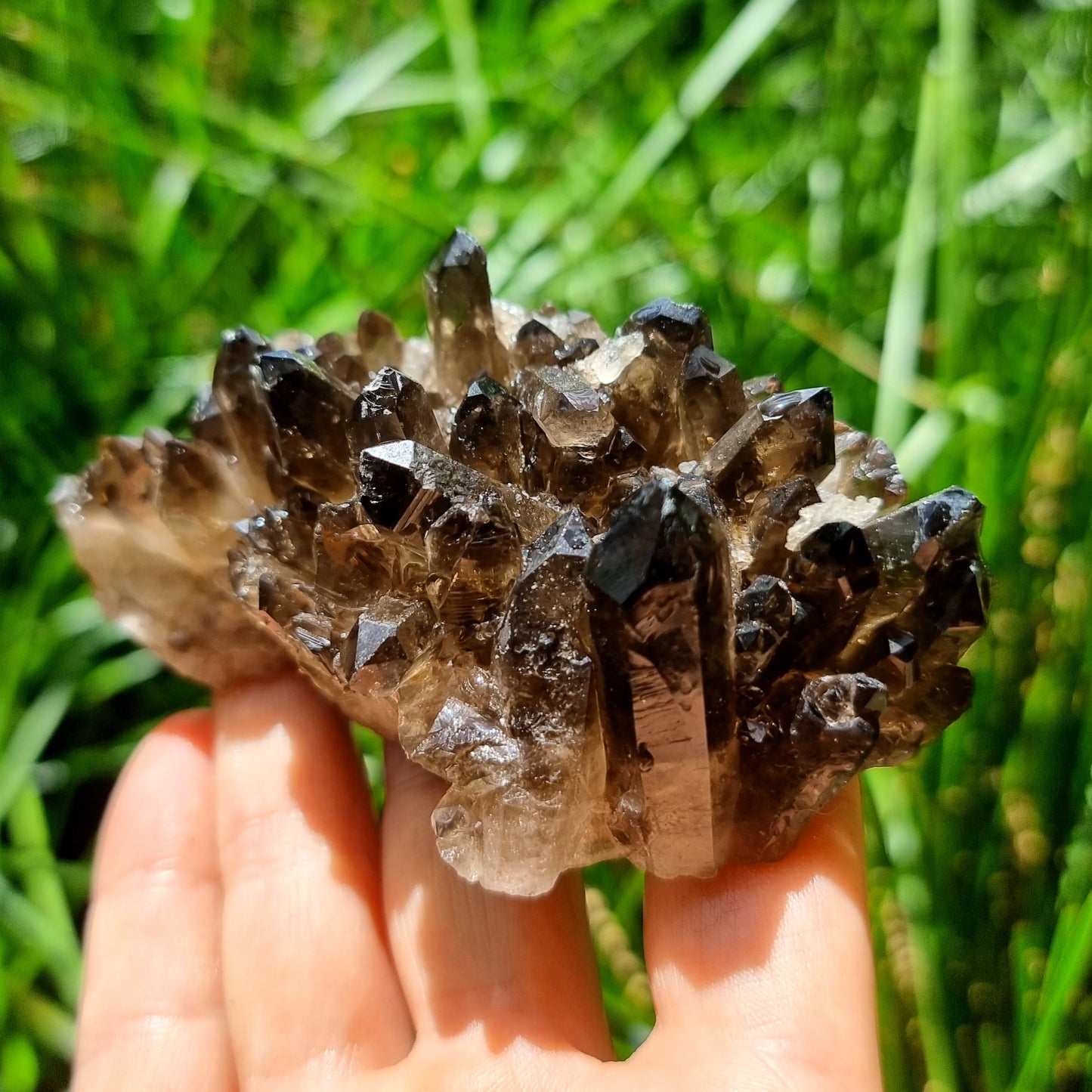 Smoky Quartz Cluster #1667