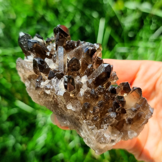 Smoky Quartz Cluster #1667